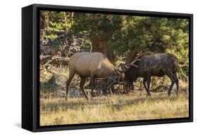 USA, Colorado, Rocky Mountain National Park. Male elks sparring.-Jaynes Gallery-Framed Stretched Canvas