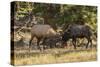 USA, Colorado, Rocky Mountain National Park. Male elks sparring.-Jaynes Gallery-Stretched Canvas