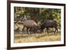 USA, Colorado, Rocky Mountain National Park. Male elks sparring.-Jaynes Gallery-Framed Premium Photographic Print