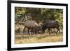 USA, Colorado, Rocky Mountain National Park. Male elks sparring.-Jaynes Gallery-Framed Premium Photographic Print