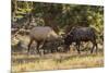 USA, Colorado, Rocky Mountain National Park. Male elks sparring.-Jaynes Gallery-Mounted Premium Photographic Print