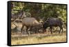 USA, Colorado, Rocky Mountain National Park. Male elks sparring.-Jaynes Gallery-Framed Stretched Canvas