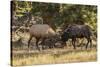 USA, Colorado, Rocky Mountain National Park. Male elks sparring.-Jaynes Gallery-Stretched Canvas