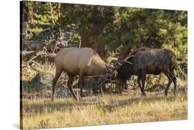 USA, Colorado, Rocky Mountain National Park. Male elks sparring.-Jaynes Gallery-Stretched Canvas