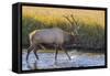 USA, Colorado, Rocky Mountain National Park of male elk in stream.-Jaynes Gallery-Framed Stretched Canvas