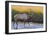 USA, Colorado, Rocky Mountain National Park of male elk in stream.-Jaynes Gallery-Framed Photographic Print