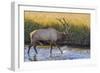 USA, Colorado, Rocky Mountain National Park of male elk in stream.-Jaynes Gallery-Framed Photographic Print