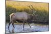 USA, Colorado, Rocky Mountain National Park of male elk in stream.-Jaynes Gallery-Mounted Photographic Print