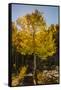 USA, Colorado, Rocky Mountain National Park. Sunburst on aspen tree.-Jaynes Gallery-Framed Stretched Canvas
