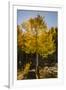 USA, Colorado, Rocky Mountain National Park. Sunburst on aspen tree.-Jaynes Gallery-Framed Premium Photographic Print