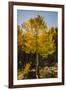 USA, Colorado, Rocky Mountain National Park. Sunburst on aspen tree.-Jaynes Gallery-Framed Premium Photographic Print