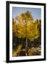 USA, Colorado, Rocky Mountain National Park. Sunburst on aspen tree.-Jaynes Gallery-Framed Premium Photographic Print