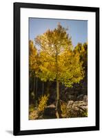USA, Colorado, Rocky Mountain National Park. Sunburst on aspen tree.-Jaynes Gallery-Framed Premium Photographic Print