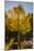 USA, Colorado, Rocky Mountain National Park. Sunburst on aspen tree.-Jaynes Gallery-Mounted Premium Photographic Print