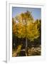 USA, Colorado, Rocky Mountain National Park. Sunburst on aspen tree.-Jaynes Gallery-Framed Photographic Print