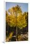 USA, Colorado, Rocky Mountain National Park. Sunburst on aspen tree.-Jaynes Gallery-Framed Photographic Print