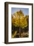 USA, Colorado, Rocky Mountain National Park. Sunburst on aspen tree.-Jaynes Gallery-Framed Photographic Print