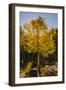 USA, Colorado, Rocky Mountain National Park. Sunburst on aspen tree.-Jaynes Gallery-Framed Photographic Print