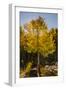 USA, Colorado, Rocky Mountain National Park. Sunburst on aspen tree.-Jaynes Gallery-Framed Photographic Print