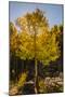 USA, Colorado, Rocky Mountain National Park. Sunburst on aspen tree.-Jaynes Gallery-Mounted Photographic Print