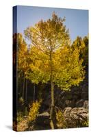 USA, Colorado, Rocky Mountain National Park. Sunburst on aspen tree.-Jaynes Gallery-Stretched Canvas