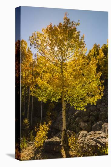 USA, Colorado, Rocky Mountain National Park. Sunburst on aspen tree.-Jaynes Gallery-Stretched Canvas