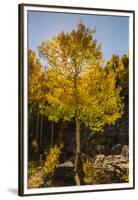 USA, Colorado, Rocky Mountain National Park. Sunburst on aspen tree.-Jaynes Gallery-Framed Premium Photographic Print