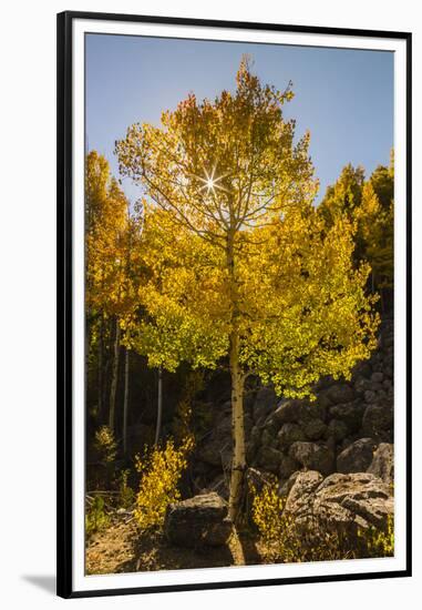 USA, Colorado, Rocky Mountain National Park. Sunburst on aspen tree.-Jaynes Gallery-Framed Premium Photographic Print