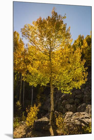 USA, Colorado, Rocky Mountain National Park. Sunburst on aspen tree.-Jaynes Gallery-Mounted Premium Photographic Print