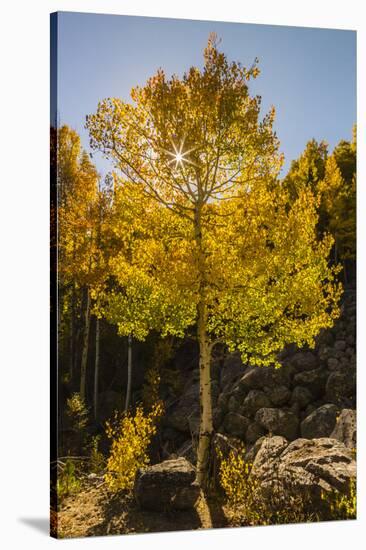 USA, Colorado, Rocky Mountain National Park. Sunburst on aspen tree.-Jaynes Gallery-Stretched Canvas