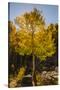 USA, Colorado, Rocky Mountain National Park. Sunburst on aspen tree.-Jaynes Gallery-Stretched Canvas