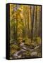 USA, Colorado, Rocky Mountain National Park. Waterfall in forest scenic.-Jaynes Gallery-Framed Stretched Canvas