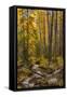 USA, Colorado, Rocky Mountain National Park. Waterfall in forest scenic.-Jaynes Gallery-Framed Stretched Canvas