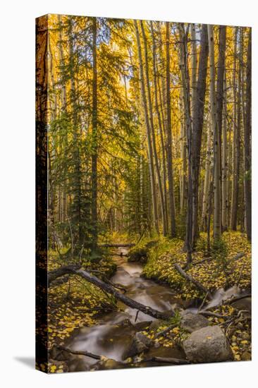 USA, Colorado, Rocky Mountain National Park. Waterfall in forest scenic.-Jaynes Gallery-Stretched Canvas