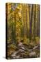 USA, Colorado, Rocky Mountain National Park. Waterfall in forest scenic.-Jaynes Gallery-Stretched Canvas