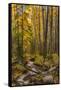 USA, Colorado, Rocky Mountain National Park. Waterfall in forest scenic.-Jaynes Gallery-Framed Stretched Canvas