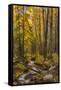 USA, Colorado, Rocky Mountain National Park. Waterfall in forest scenic.-Jaynes Gallery-Framed Stretched Canvas