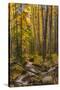 USA, Colorado, Rocky Mountain National Park. Waterfall in forest scenic.-Jaynes Gallery-Stretched Canvas