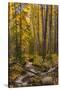 USA, Colorado, Rocky Mountain National Park. Waterfall in forest scenic.-Jaynes Gallery-Stretched Canvas
