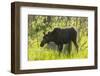 USA, Colorado, Rocky Mountain NP. Female Moose Shaking Off Water-Cathy & Gordon Illg-Framed Premium Photographic Print