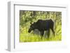 USA, Colorado, Rocky Mountain NP. Female Moose Shaking Off Water-Cathy & Gordon Illg-Framed Premium Photographic Print