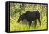 USA, Colorado, Rocky Mountain NP. Female Moose Shaking Off Water-Cathy & Gordon Illg-Framed Stretched Canvas