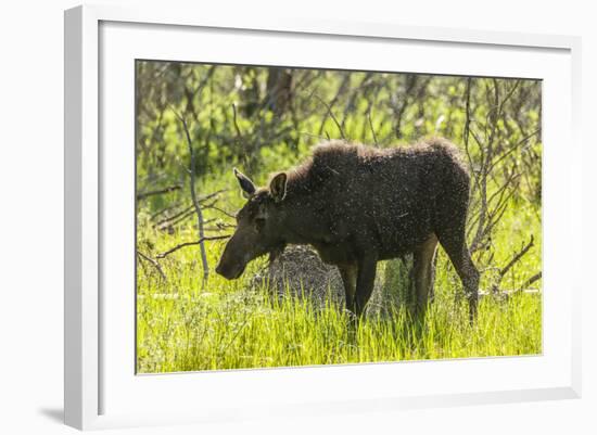 USA, Colorado, Rocky Mountain NP. Female Moose Shaking Off Water-Cathy & Gordon Illg-Framed Photographic Print