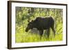 USA, Colorado, Rocky Mountain NP. Female Moose Shaking Off Water-Cathy & Gordon Illg-Framed Photographic Print