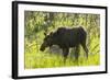 USA, Colorado, Rocky Mountain NP. Female Moose Shaking Off Water-Cathy & Gordon Illg-Framed Photographic Print