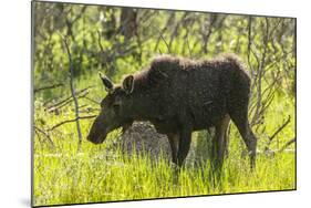 USA, Colorado, Rocky Mountain NP. Female Moose Shaking Off Water-Cathy & Gordon Illg-Mounted Photographic Print