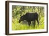 USA, Colorado, Rocky Mountain NP. Female Moose Shaking Off Water-Cathy & Gordon Illg-Framed Photographic Print