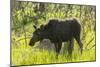 USA, Colorado, Rocky Mountain NP. Female Moose Shaking Off Water-Cathy & Gordon Illg-Mounted Photographic Print