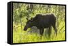 USA, Colorado, Rocky Mountain NP. Female Moose Shaking Off Water-Cathy & Gordon Illg-Framed Stretched Canvas