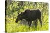 USA, Colorado, Rocky Mountain NP. Female Moose Shaking Off Water-Cathy & Gordon Illg-Stretched Canvas